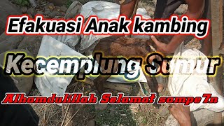 Efakuasi anak kambing masuk sumur tua yang tidak ada Airnya.