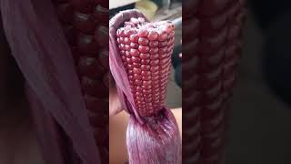 Purple Sweet Corn!