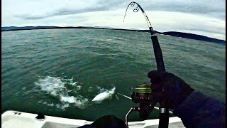 False Albacore Madness-Daiwa BG 5000-8000 action