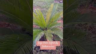 24-165 — Sago Palm Gifted By Father-n-luv