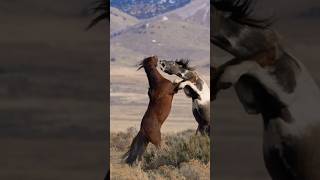 Two Horses Fighting #youtubeshorts #animals #horsesfighting