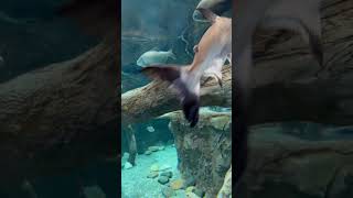 Zoopark/Baku/Fish