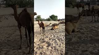 Big Camel 🐪|white Desert #trending #viral #viral