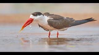 The rare Beautiful fishing specialists - The Indian skimmer or Indian scissors-bill