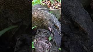 Pigs paralyzed again because of Komodo dragons