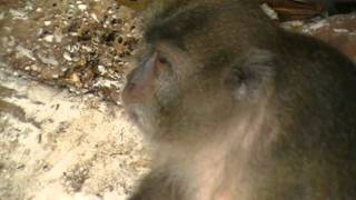 Hungry Monkey, Phi-Phi Islands, Thailand