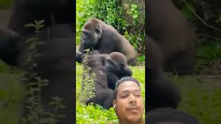 Gorilla baby so funny 🤣❤️ #funny #gorilla #animals #baby #viralvideo #wildlife #gorillatag #shorts