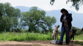 DIA 9 DE ADIESTRAMIENTO DE OBEDIENCIA PERRO PILOTO PASTOR BELGA MALINOIS DE 5 MESES DE EDAD