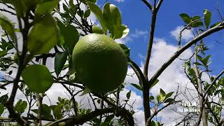 Ei vendedor de frutas, você já viu Pé de Pomelo