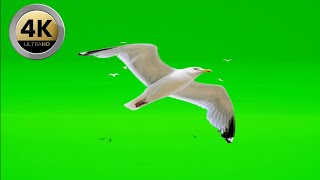 014 - Green Screen | Chroma Key | Animal 4K | seagull