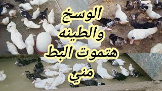 كلوا شقايه وكان لازم اعمل كده علشان احمي البط من الموت