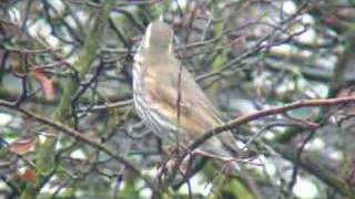 Redwing, Hilversum