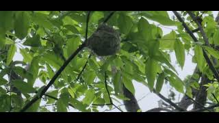 Warbling Vireo Nest.