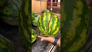 Exploding #watermelon 😋🍉 very satisfying