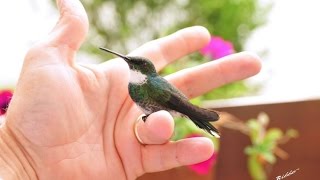 Beija Flor que trouxe meu amor... Simpático Beija flor vindo na mão.