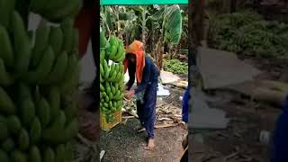 बनाना BOX 📦 पैकिंग & हार्वेस्टिंग ।How to packing of Banana after harvesting #bananasmartfarming