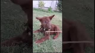 Why this German shepherd puppy eatimg grass 😲 #foryou #germanshepred #dogshorts #dog #puppy