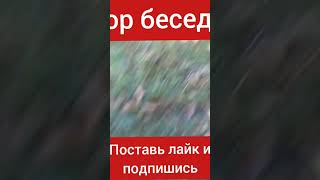 обзор беседки #shorts