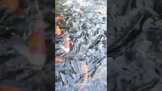 Amazing ! Beauty color fish in pool #shot