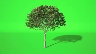 002 - Green Screen | Chroma Key | Plant Flower 4K