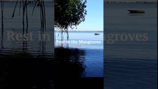 Moment of Peace in the Mangroves at the Beach #shorts