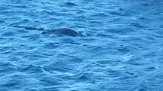 Common Seal Swimming in Marina