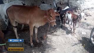 Livestock New maveshi market new video || Animal Life