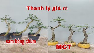 Thanh lý giá rẻ sam bông chùm, MCT "0979309131" Cây Kiểng Quốc Cung