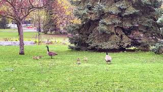 240502 Parc Ahuntsic 🏞