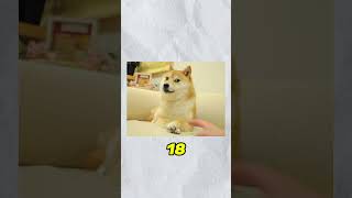 Rest in peace Doge 🕊️ #shorts #news #memes