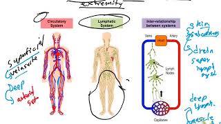 Lower extremity lymphatic drainage