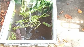 Tilapia Mini Fishpond sa Refrigerator | PinedaTv