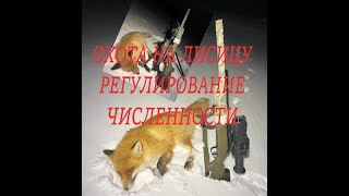 Охота на лис. Fox hunting. Добыл двух самцов.