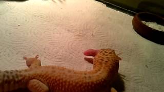 [WARNING: GRAPHIC VIDEO] Leopard gecko eats pinkie