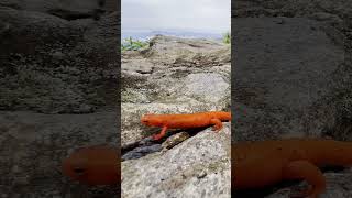 Eastern (Red-Spotted) Newt - Pisgah National Forest, NC