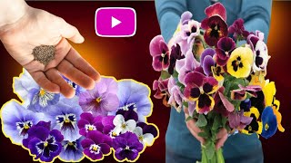 how to collect pansy seed/pansy flower seeds