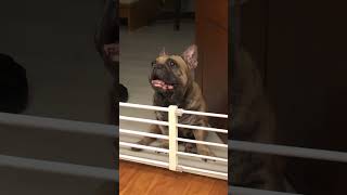 Our dog’s reaction #dog #howling #cute