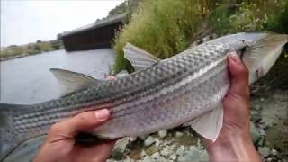 Pêche aux mulets DUNKERQUE