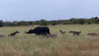 Buffalo Defends Calf from Hyena Attack 🐃🦴