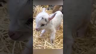 Please Subscribe!! Cutest Funny Baby Goats🥰🥰 Video Compilation