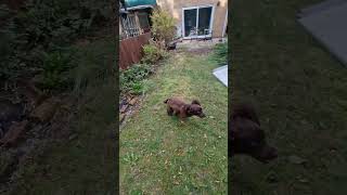 Fido loves running around the garden waste 🤣🐕