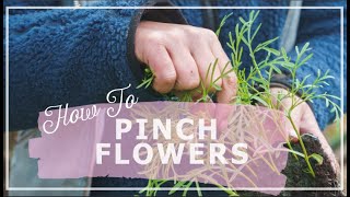 How To Pinch Flowers: Pinching Snapdragons, Cornflowers and Cosmos