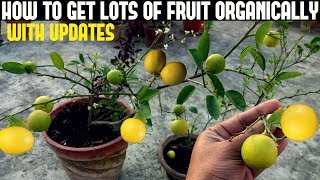 How To Get Lots Of Fruit On Your Fruit Plants (NO BUD DROP)