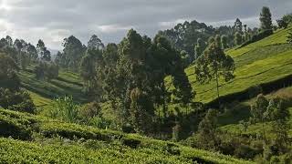 Tea plantation