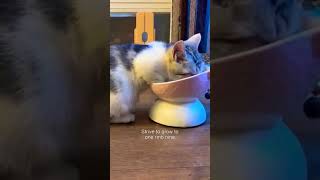 a day of kitten #subscribe #subscribe #youtube #youtubeshorts #shorts #viral #cute #funny #kitten