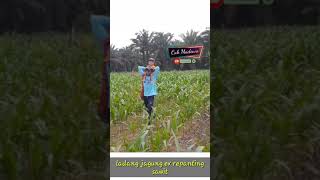 Tanam jagung ex replanting sawit