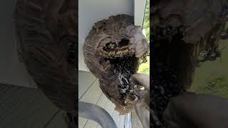 Hornet nest