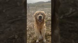 Morning round with Goldenboys #Goldenretriever #CuteDog #Goldie #Dog #SweetDog #NatureLover #Shorts