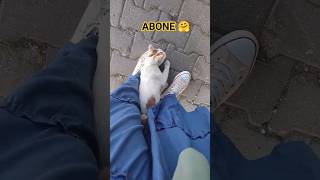 sevgi delisi kedi bulur bizi sarmal kedi tatlılığı nasılda sevecen kafasını sürtüp durdu oyun delisi