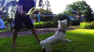 Westie chases bubbles - EPIC drama